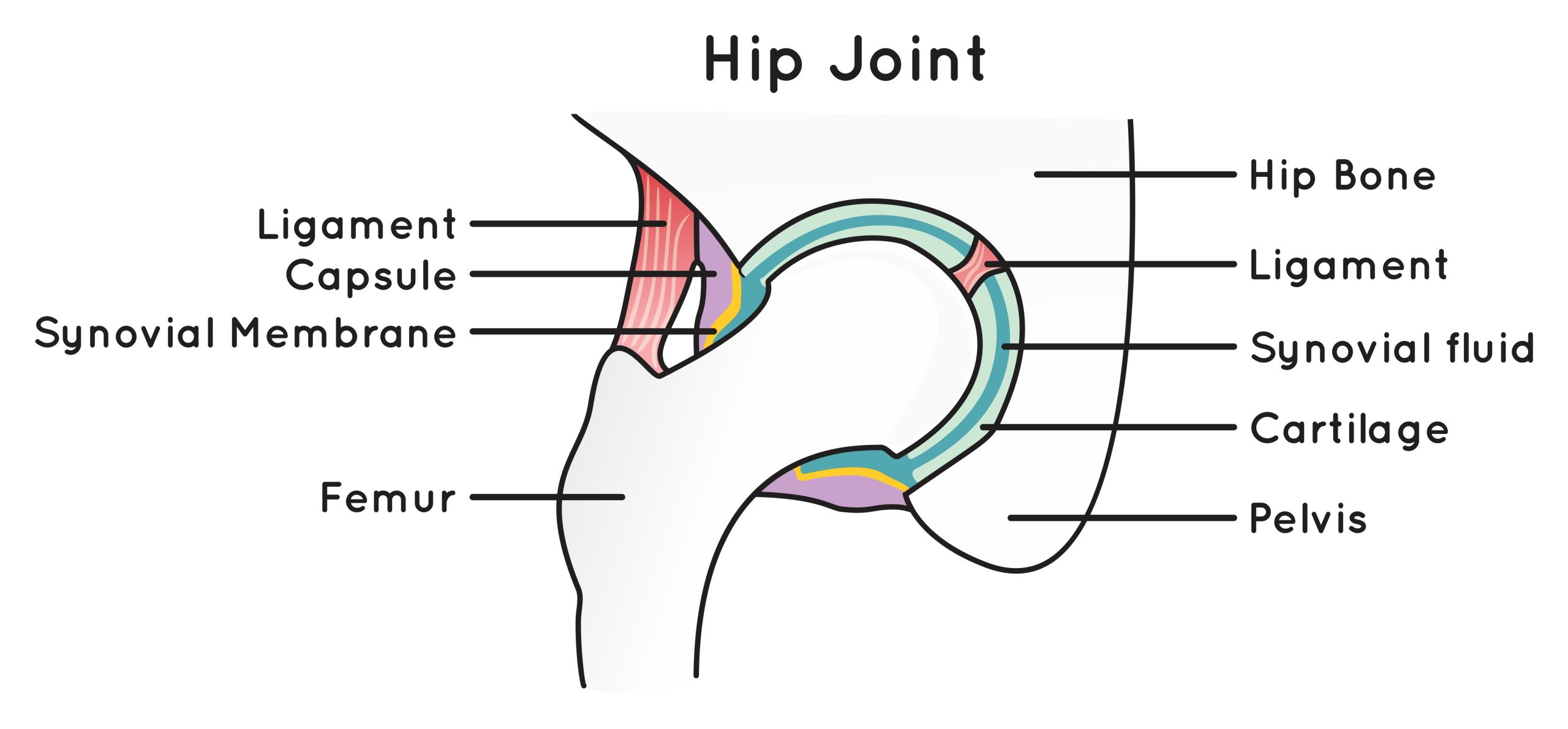 Diagram of hip joint.